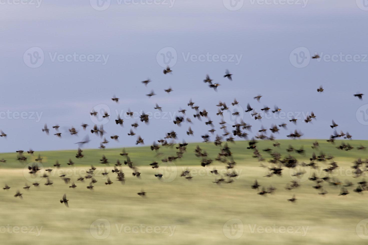 Flock of Black Birds in Flight photo