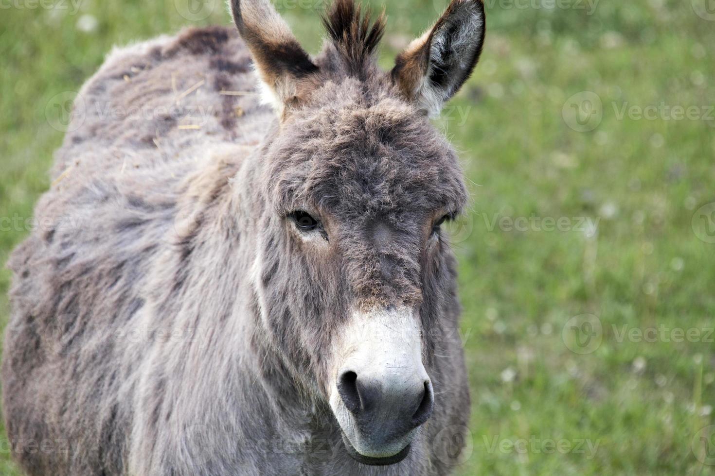 Donkey close up photo