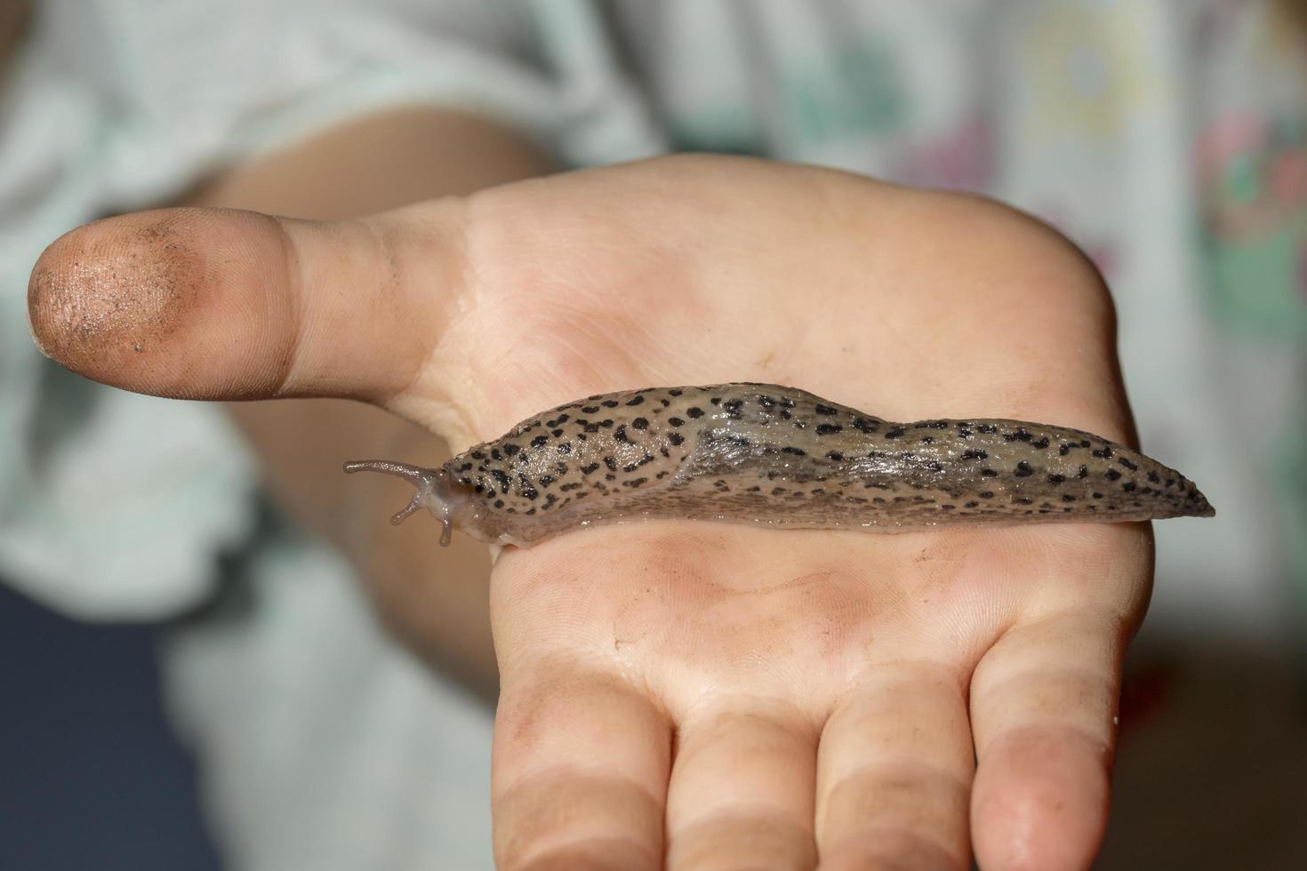 niño sostiene un nudibranquio de caracol de tigre en la mano foto