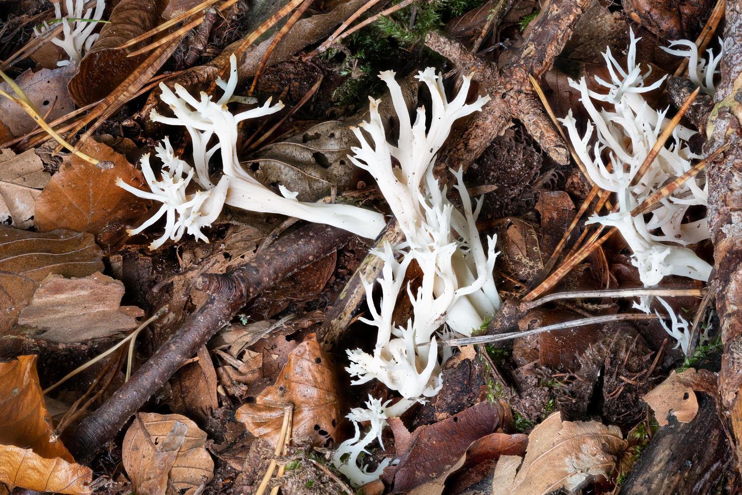 coral crestado, hongo clavulina cristata entre hojas en el suelo del bosque foto