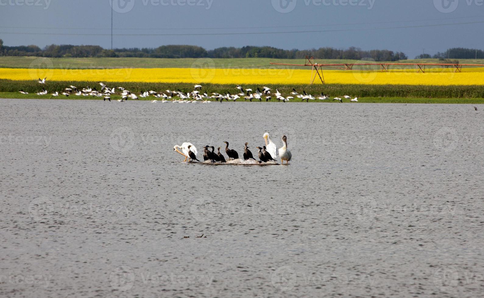Pelicans in a Pond photo