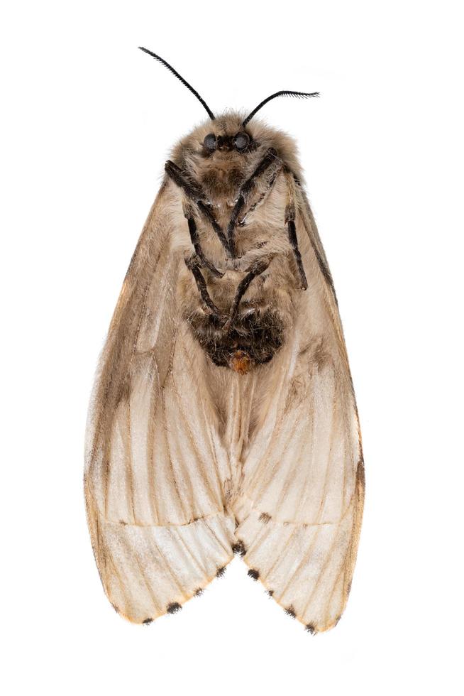 Dead light brown moth lies on his back with his feet on photo