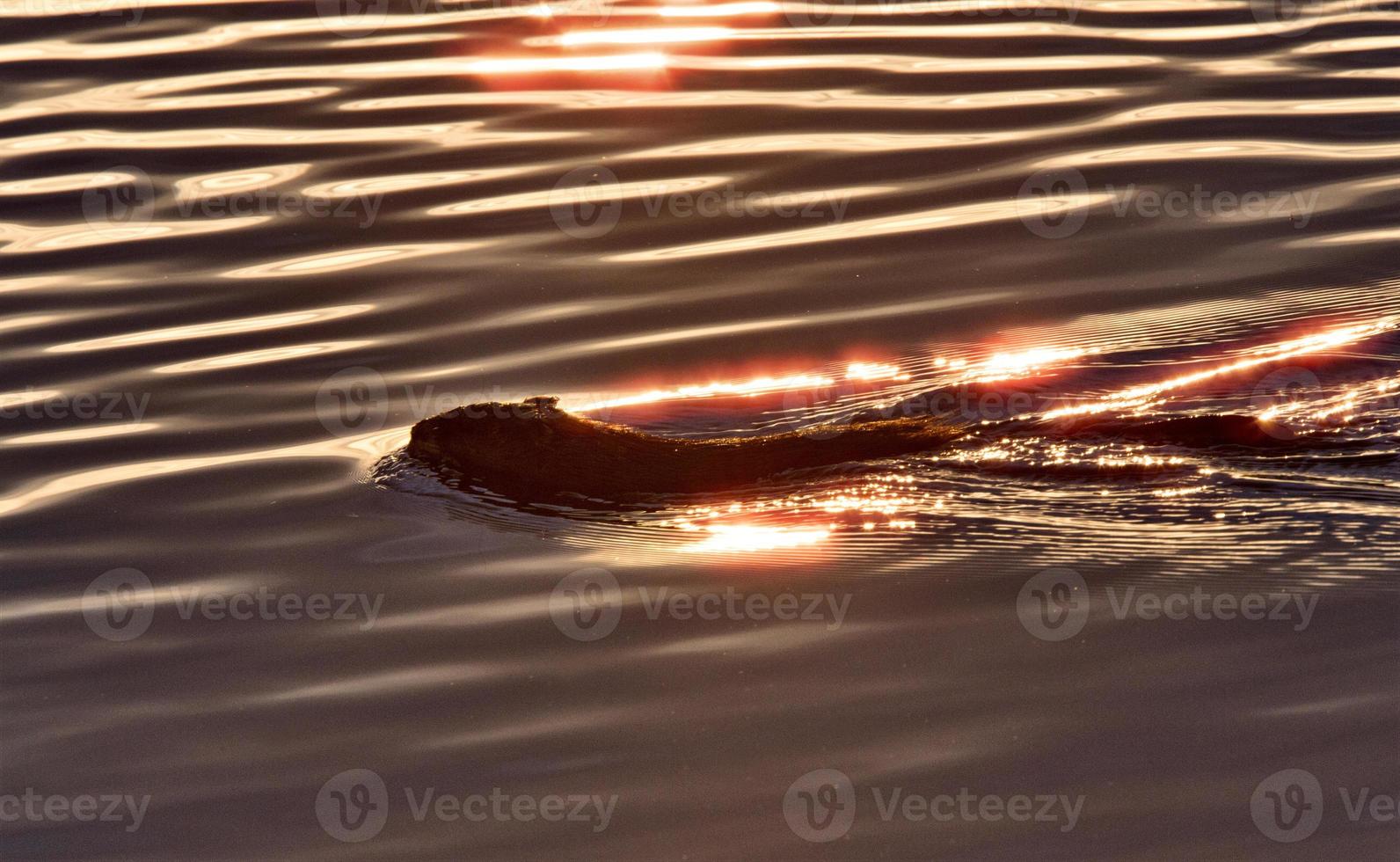 Muskrat swimming at sunset photo