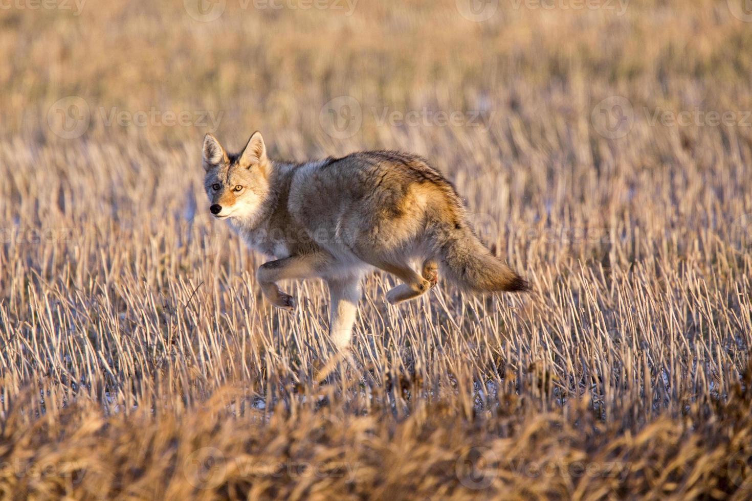 Coyote in Stubble field photo