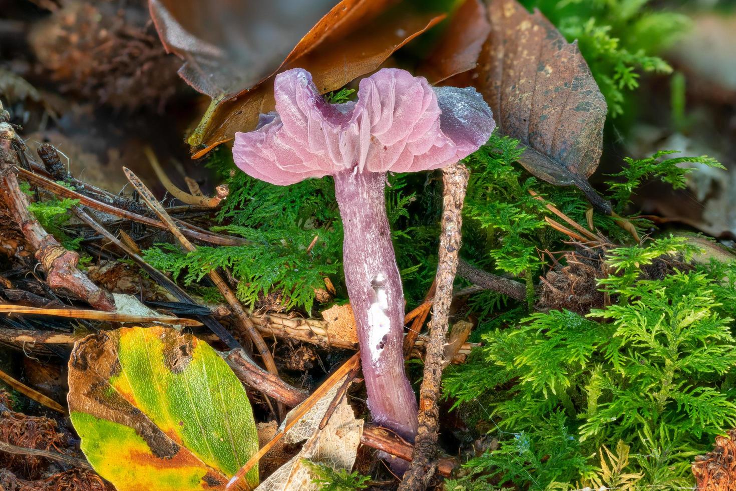 Embudo de laca púrpura entre hojas y agujas de pino en el suelo del bosque foto