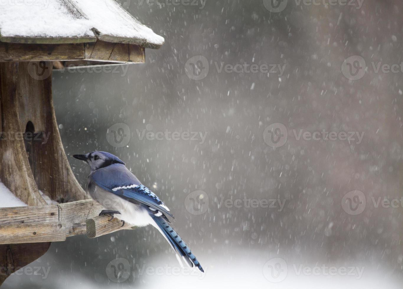arrendajo azul en el comedero para pájaros invierno foto