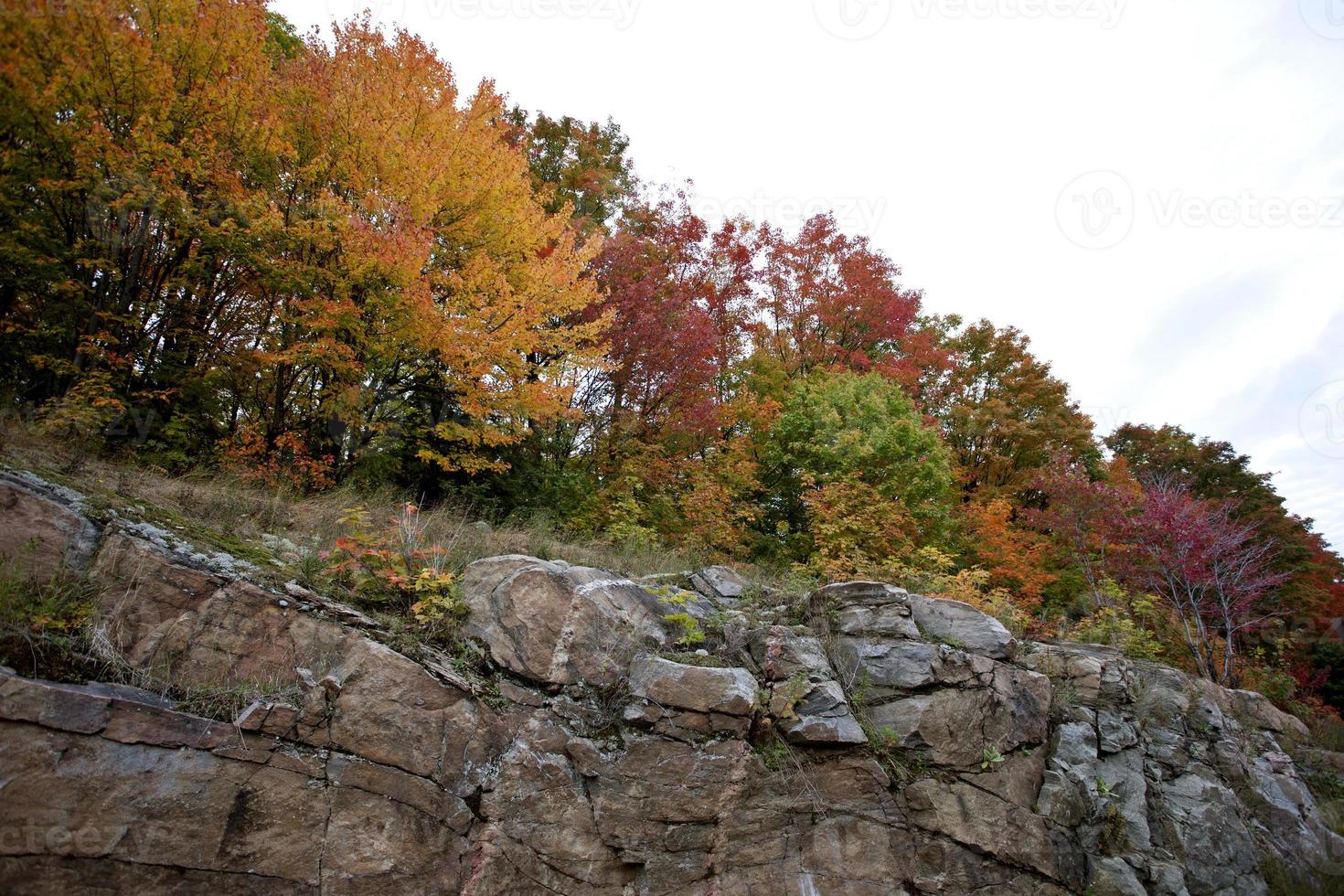 parque algonquin muskoka ontario foto