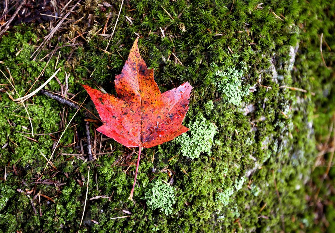 Autumn Leaves Sugar Maple photo