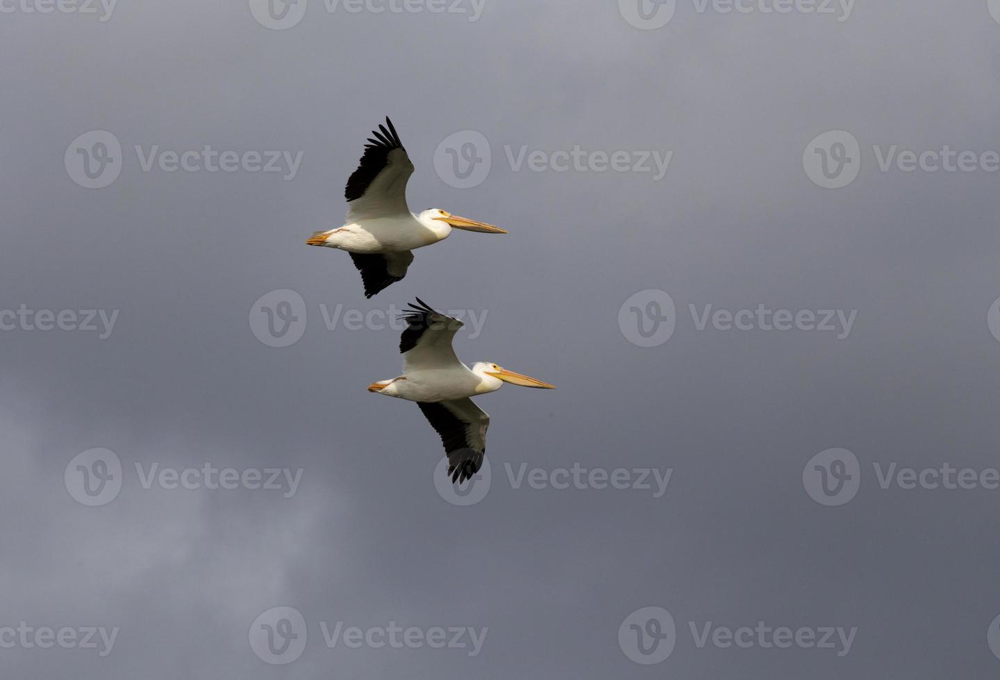 pelicanos en vuelo foto