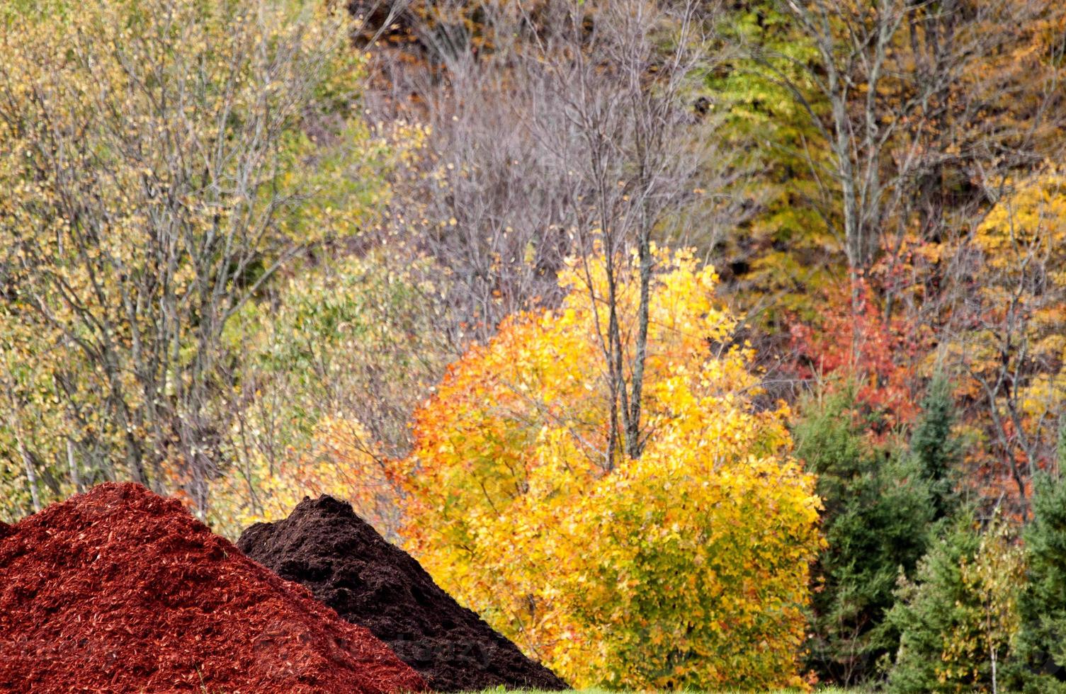 Autumn Colors and wood chip pile photo