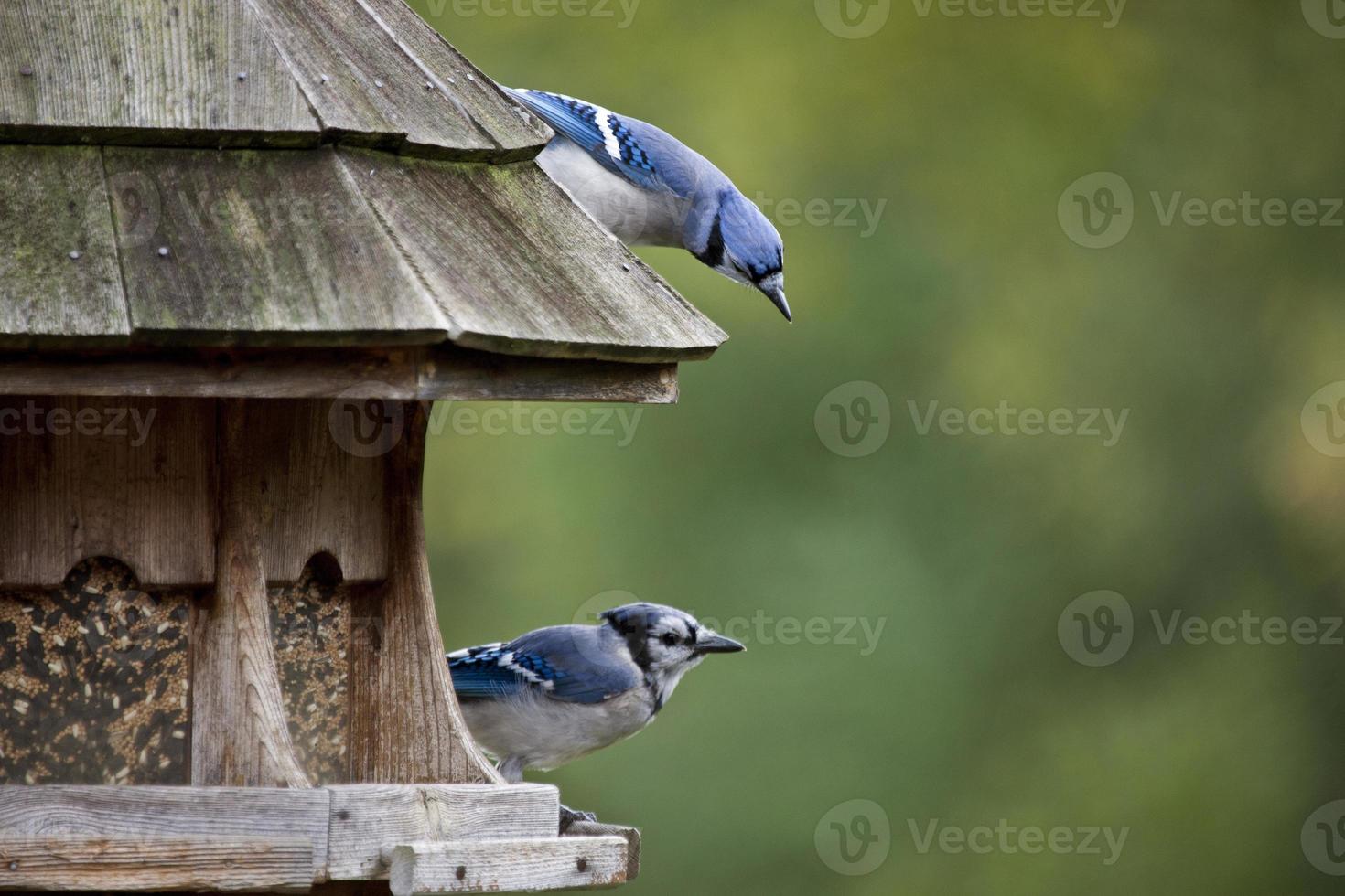 Blue Jay at feeder photo