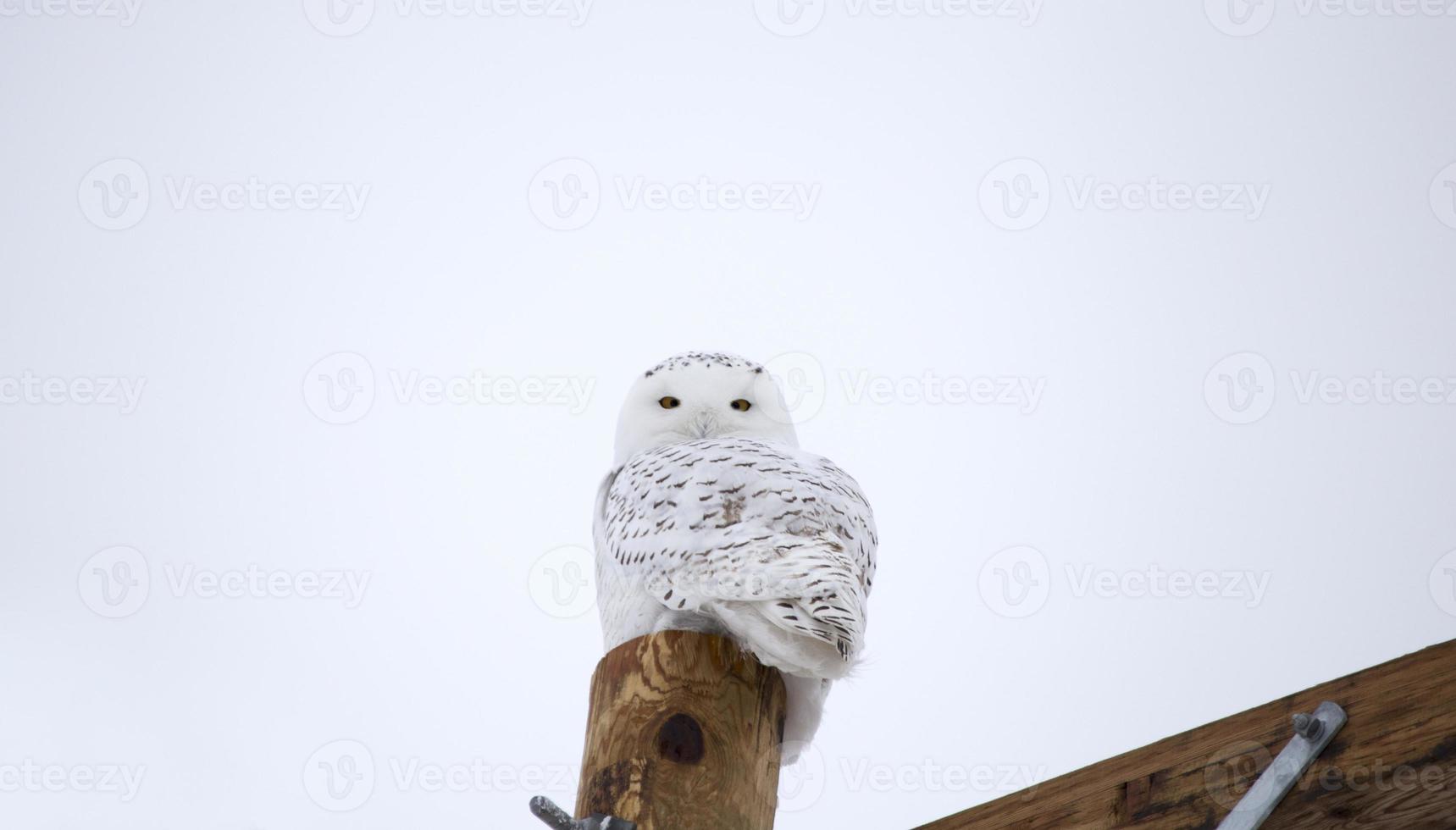 Snowy Owl on Fence Post photo