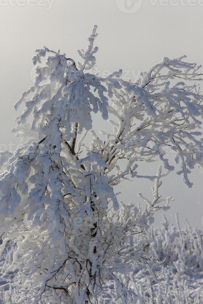 Winter Frost Saskatchewan photo