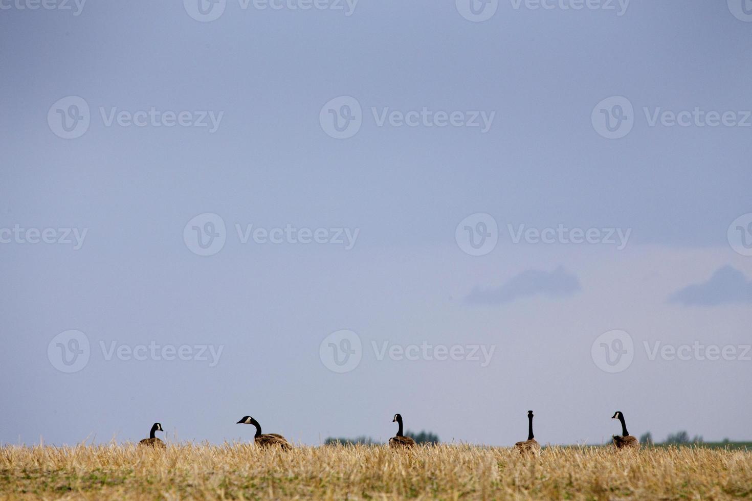 Canada Geese Prairies photo