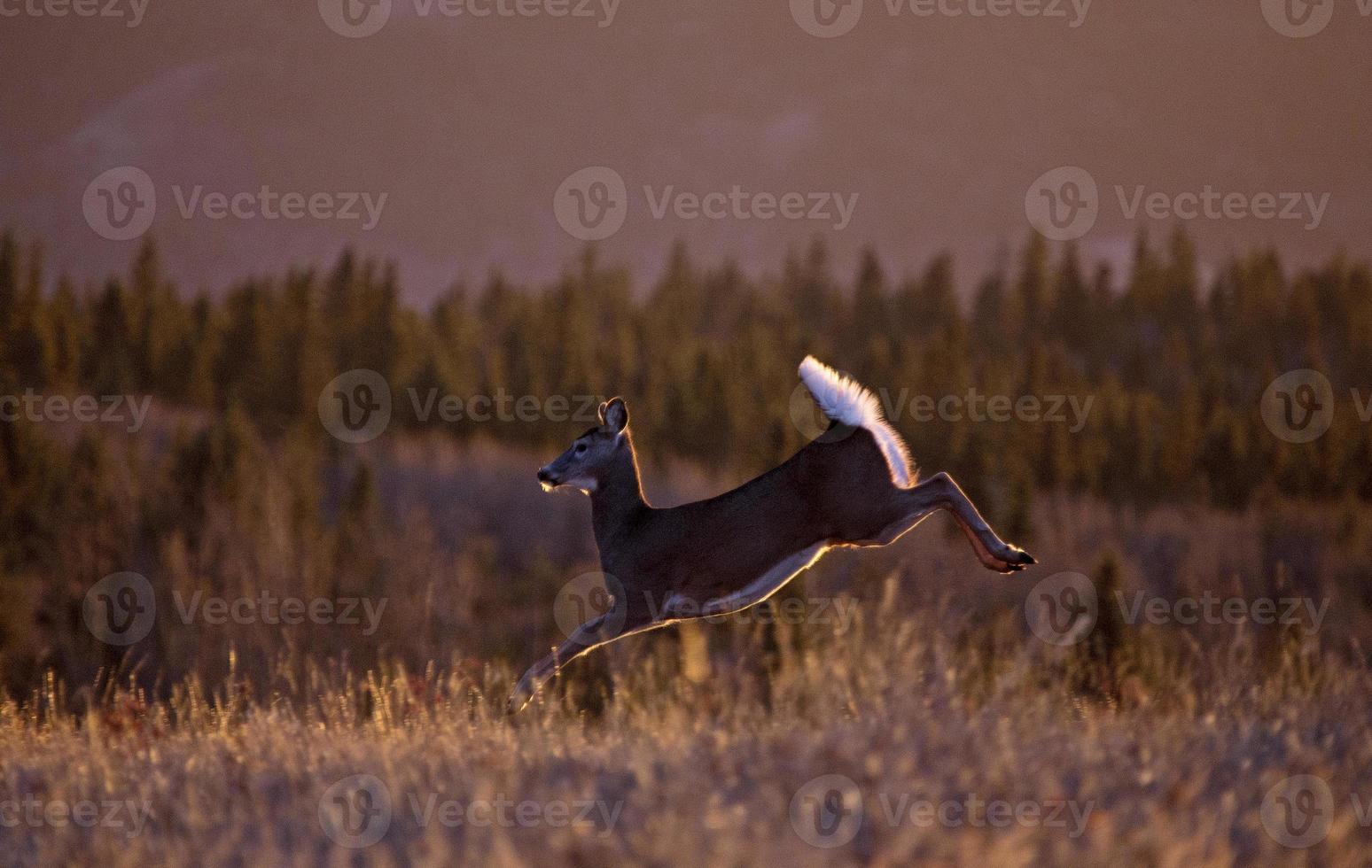 Cypress Hills Sunset Deer photo