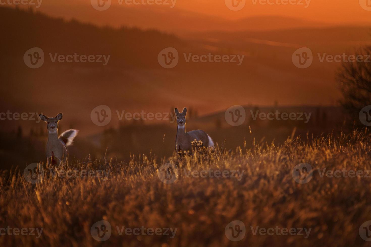 Cypress Hills Sunset Deer photo