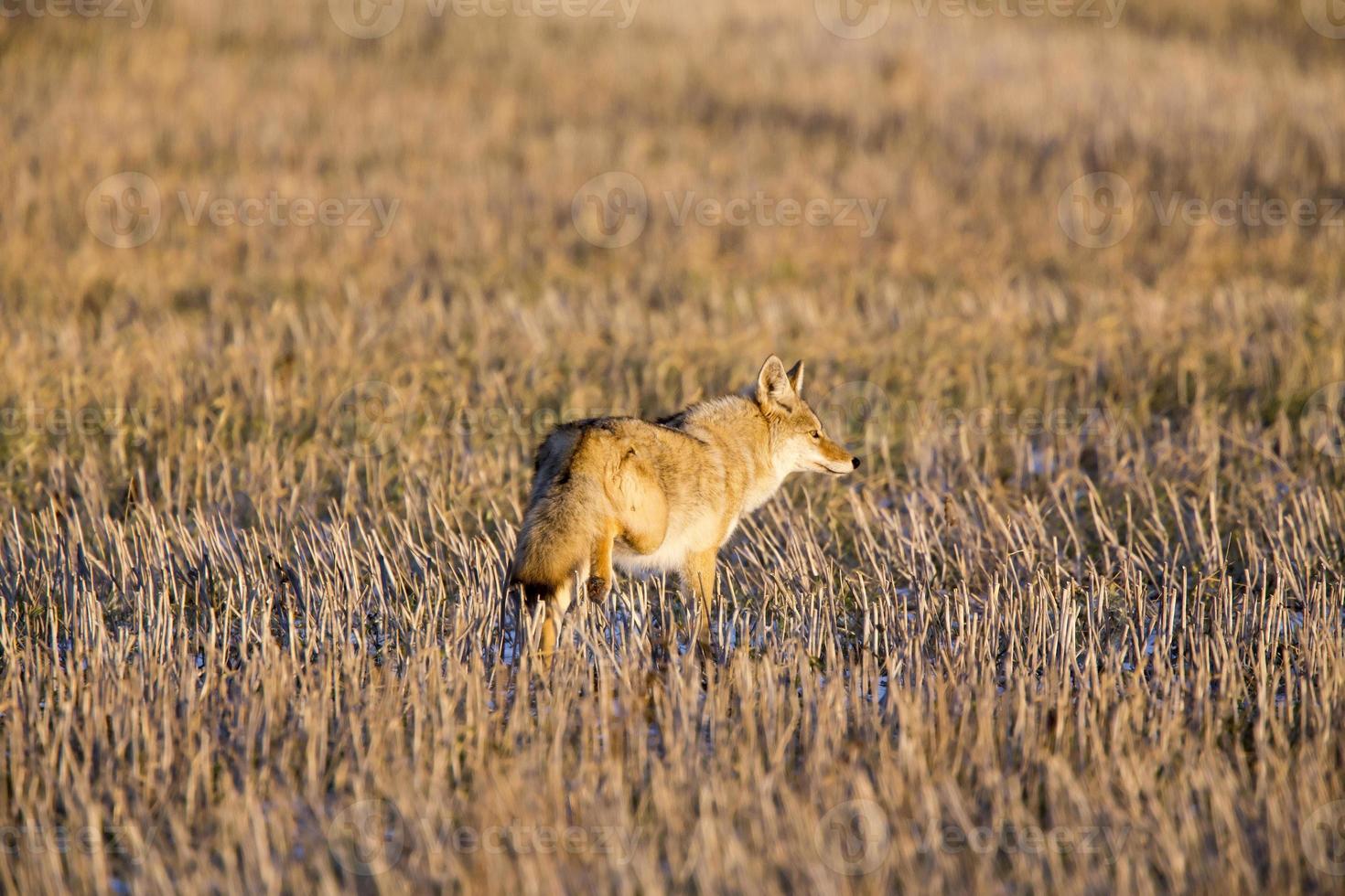 Coyote in Stubble field photo