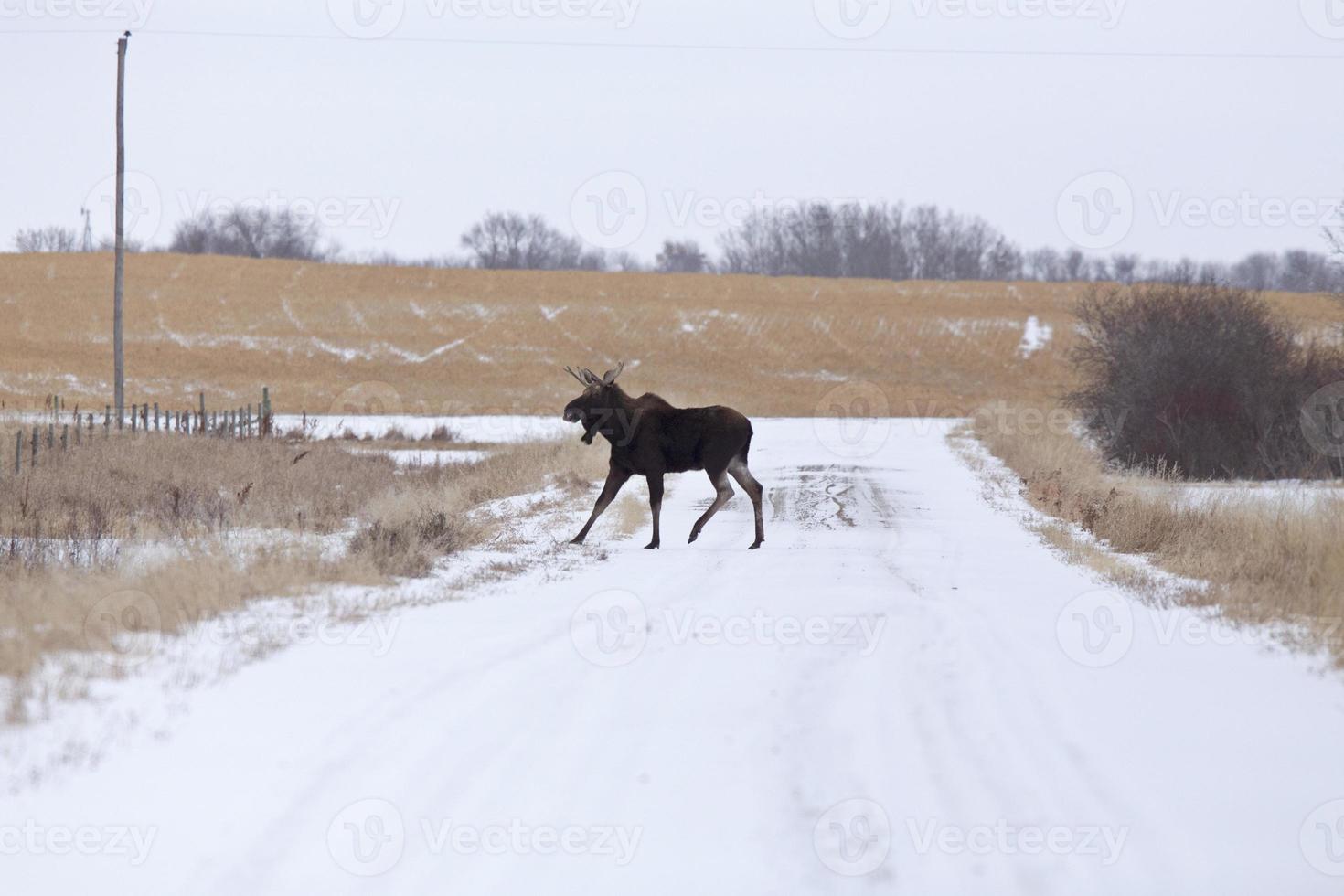 Moose in a field photo