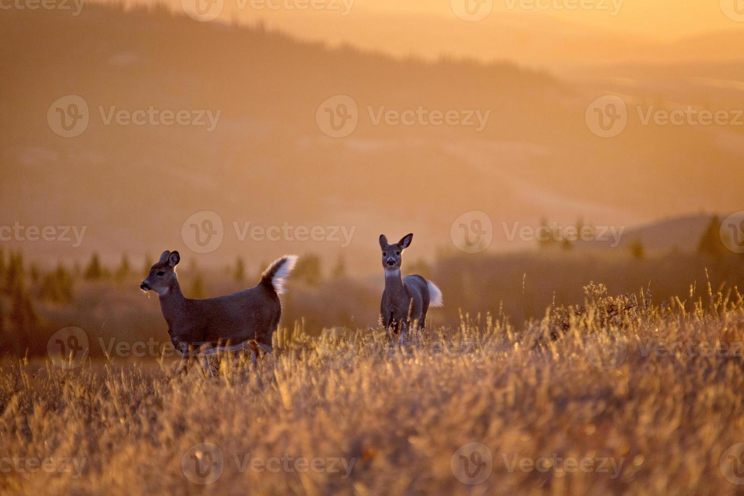 Cypress Hills Sunset Deer photo