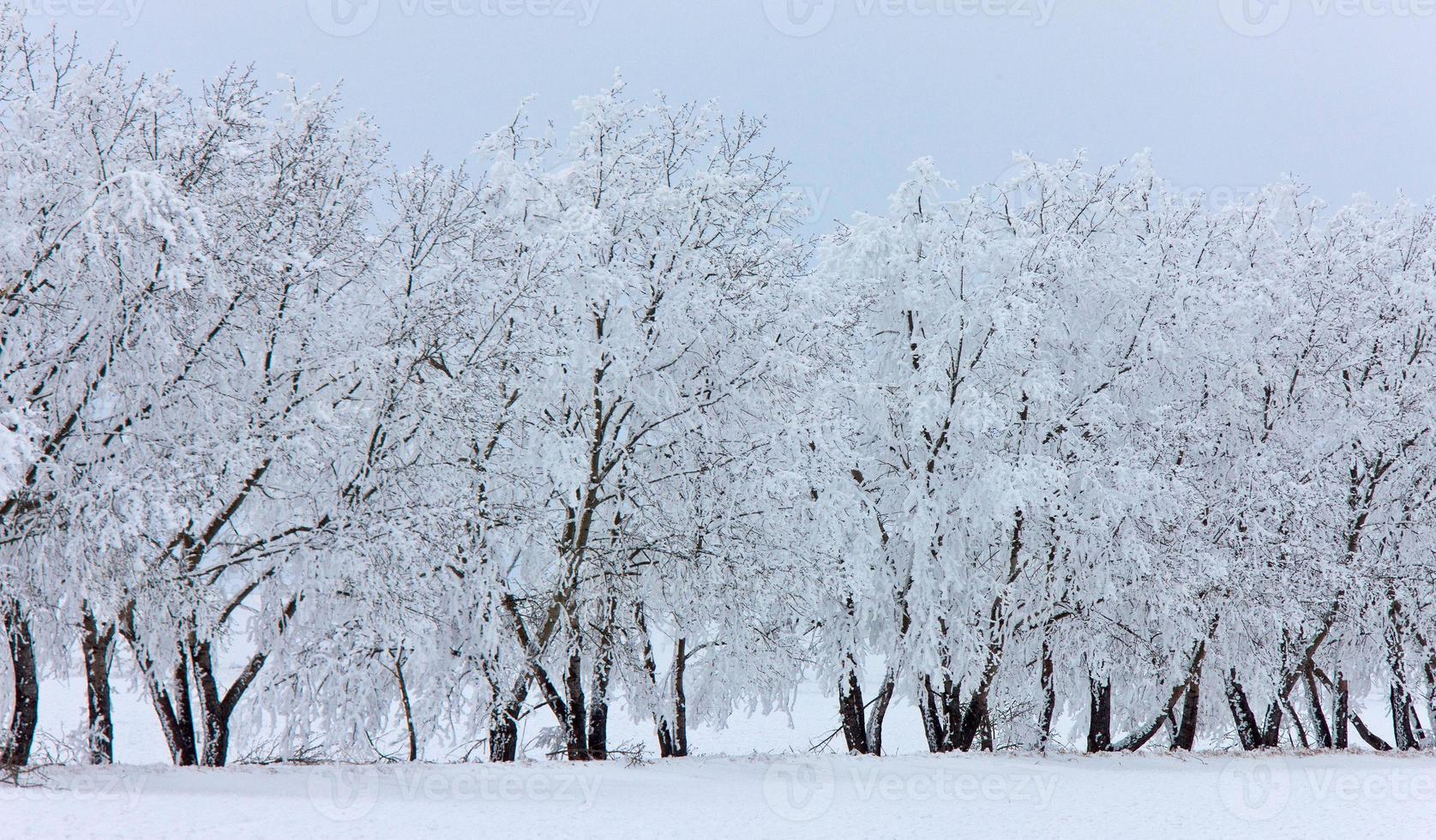 heladas de invierno saskatchewan foto