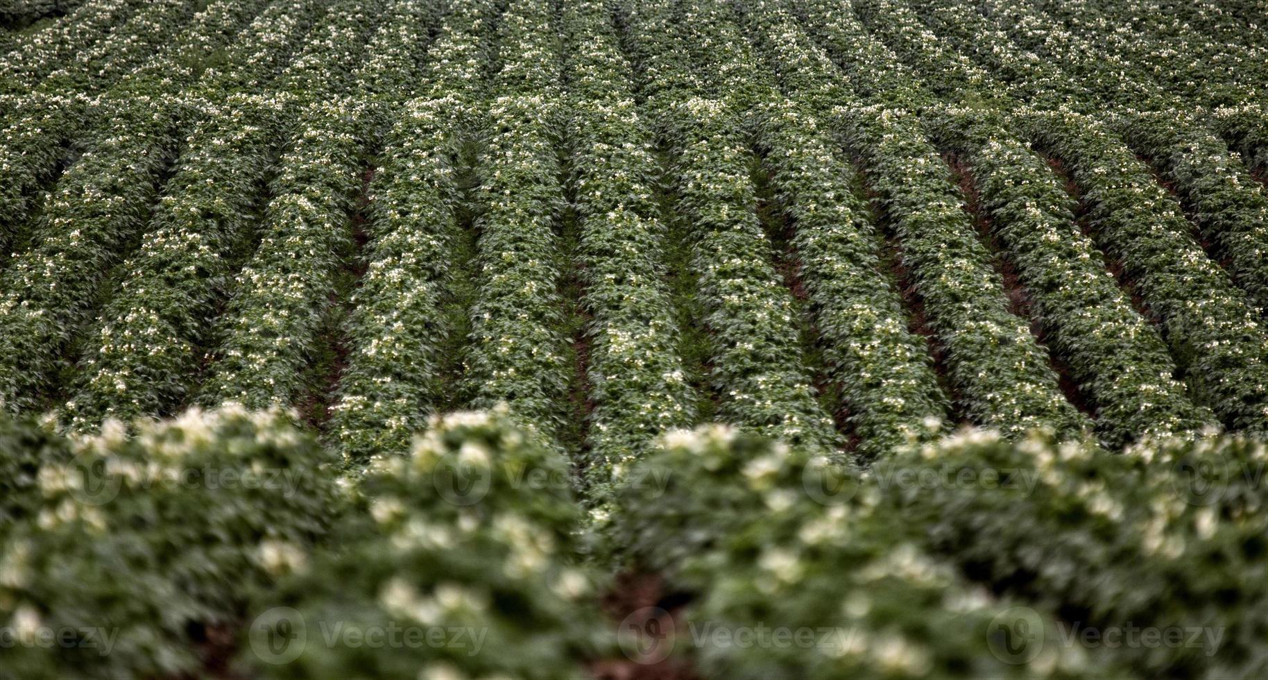 fila de cultivo de papa foto