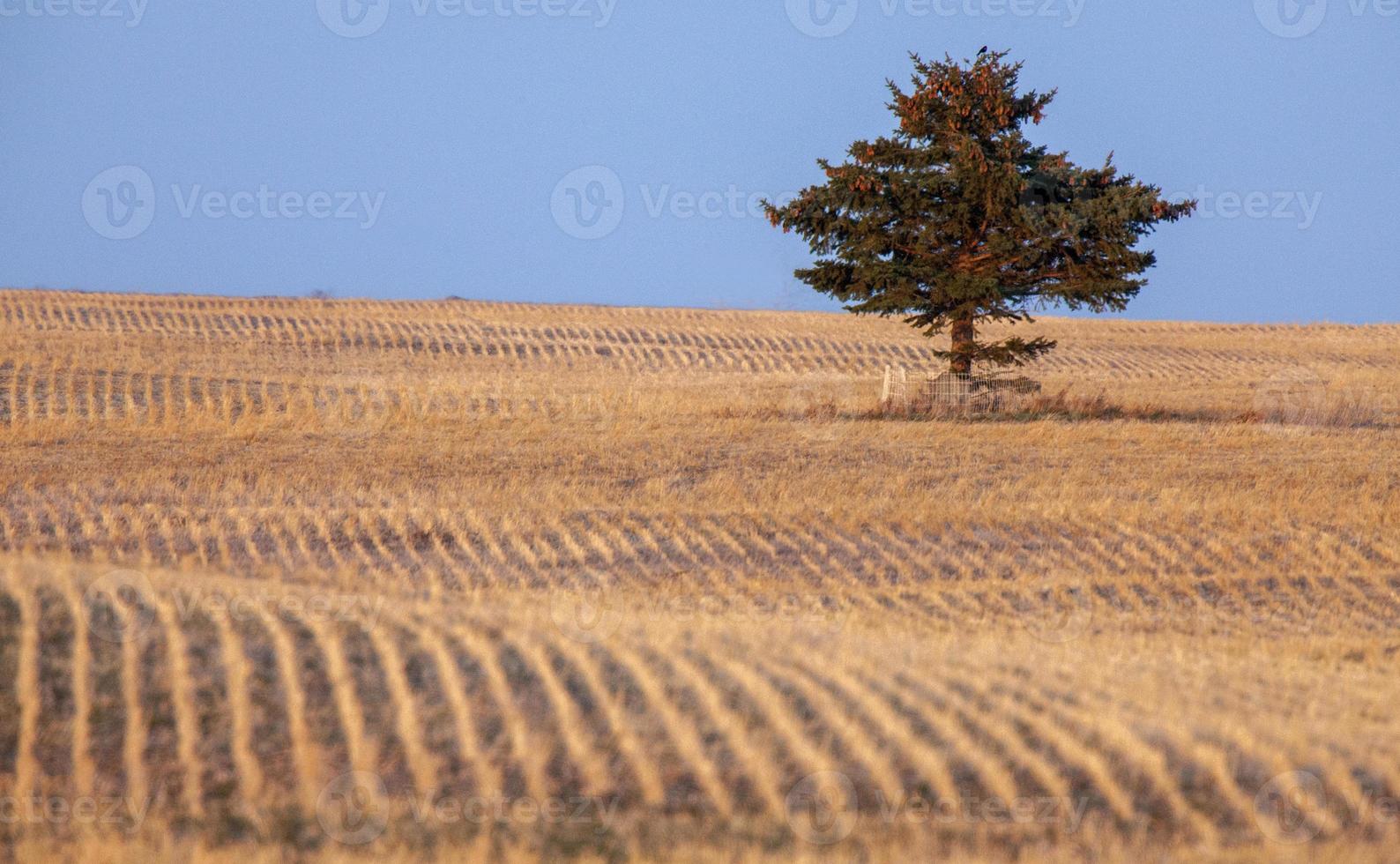 Lone Tree Saskatchewan photo
