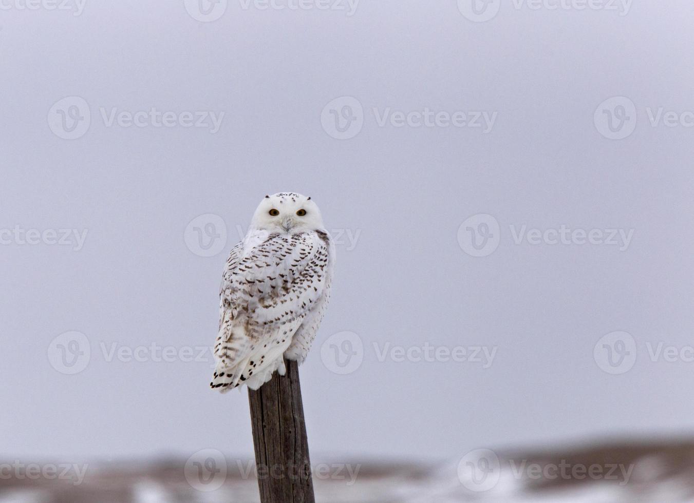 Snowy Owl on Fence Post photo