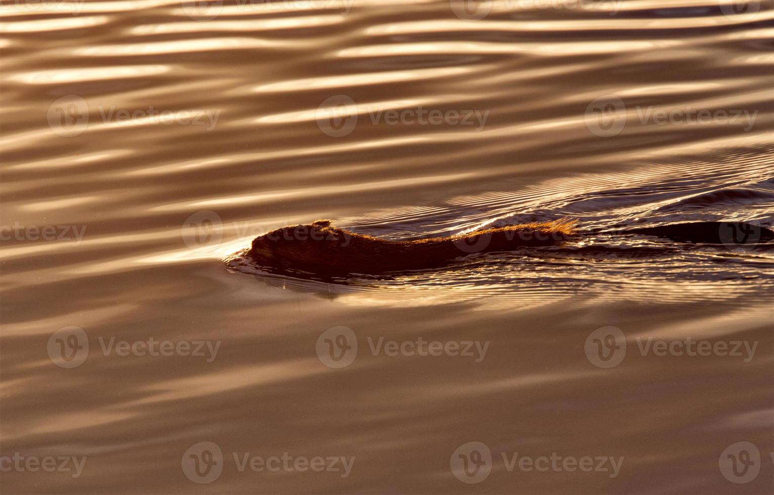 Muskrat swimming at sunset photo