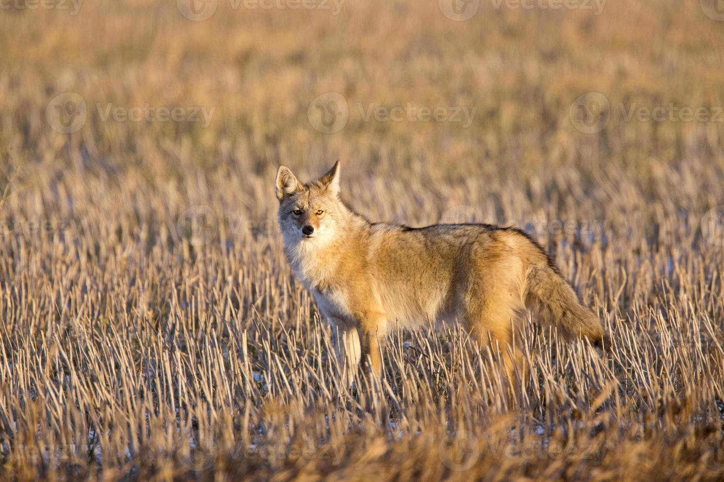 Coyote in Stubble field photo