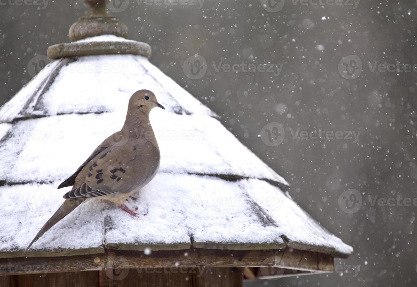 paloma de luto en invierno foto