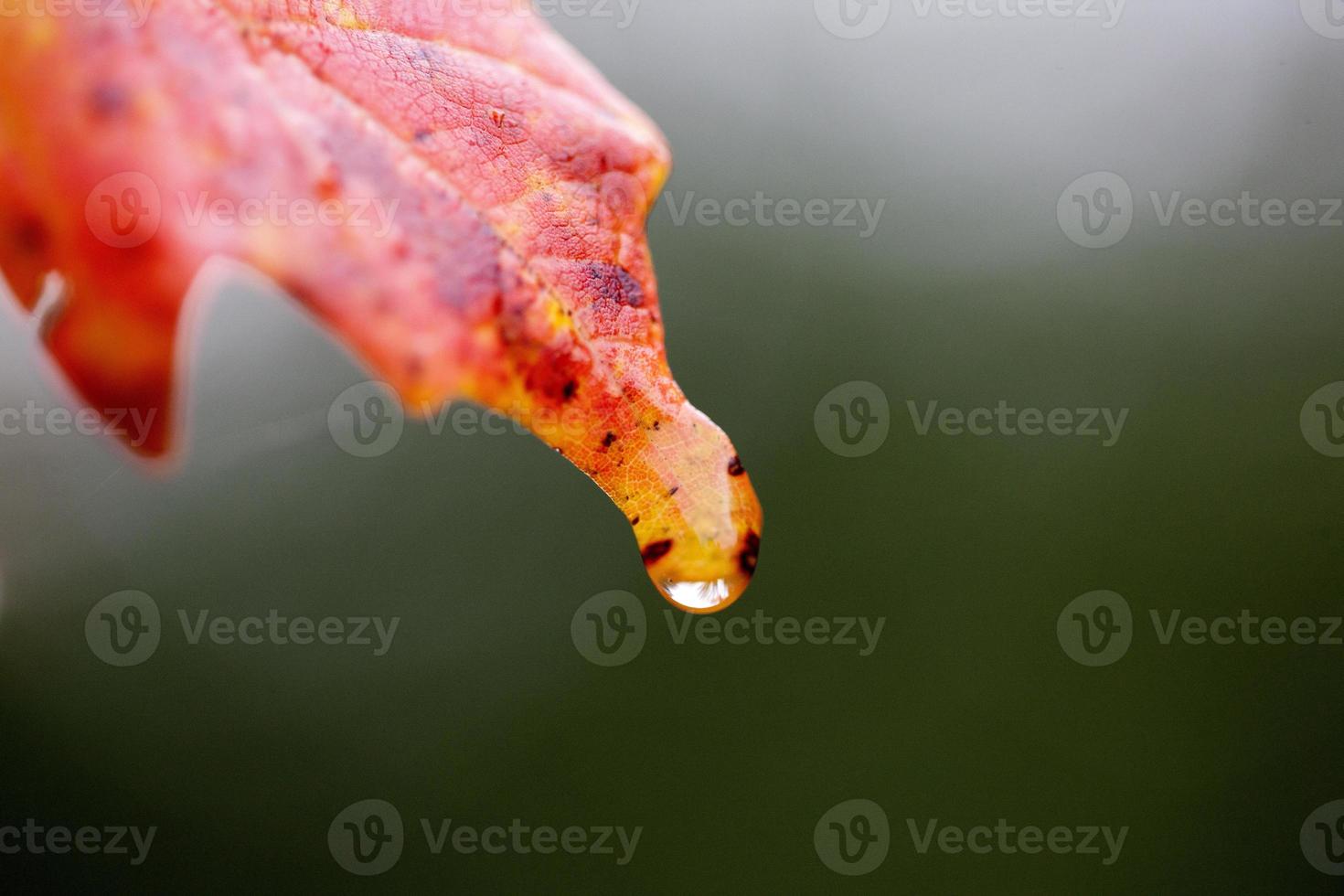 Autumn Leaves Sugar Maple photo