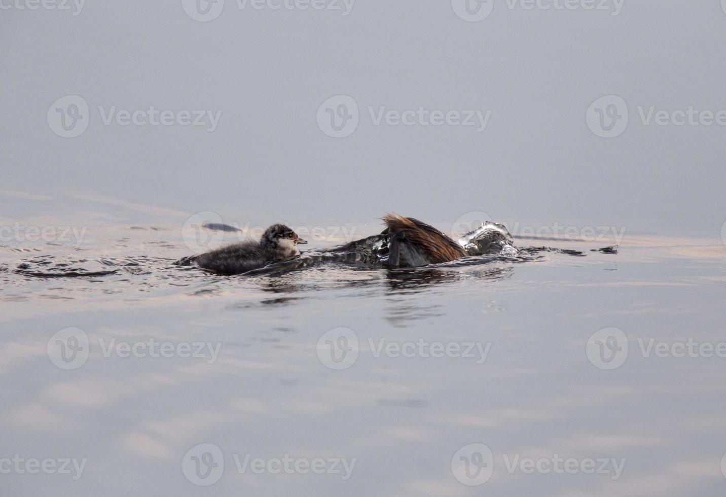 Eared Grebe with Babies photo