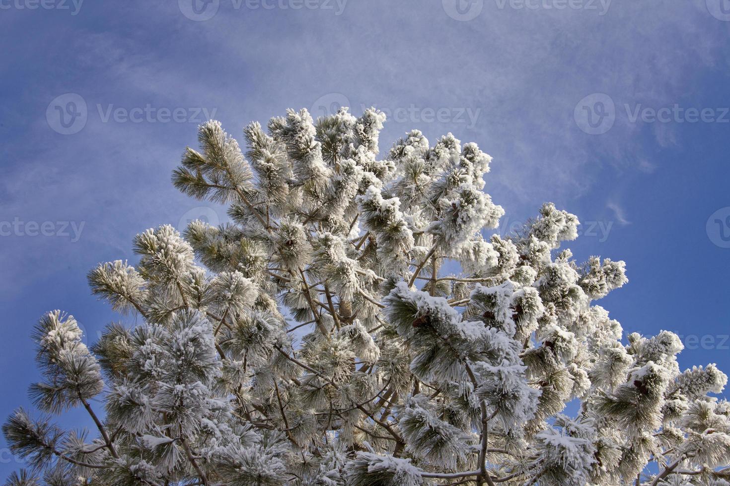 Winter Frost Saskatchewan photo