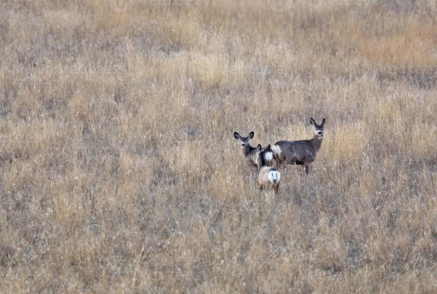 Deer in Field photo