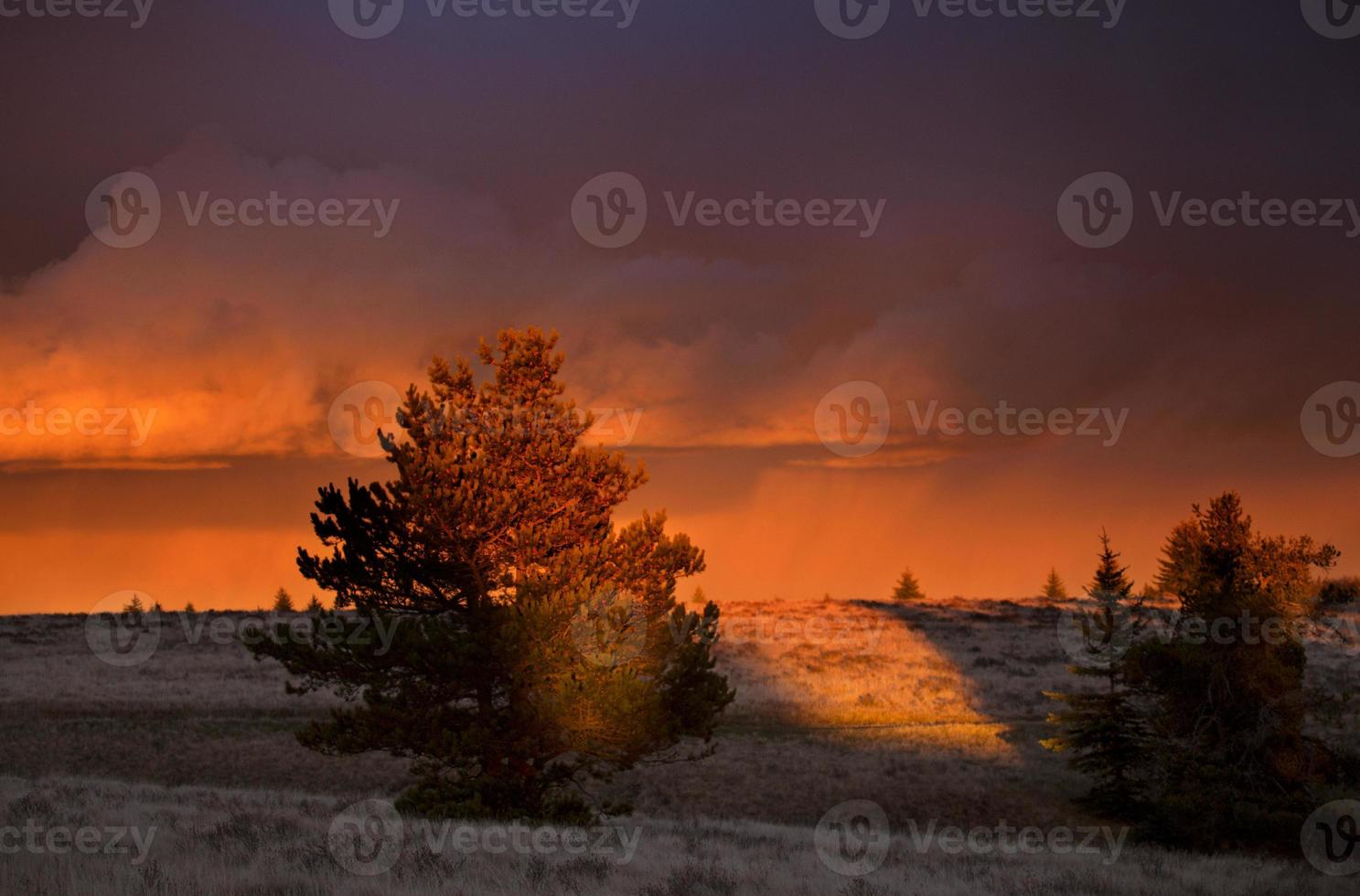 Cypress Hills Sunset photo