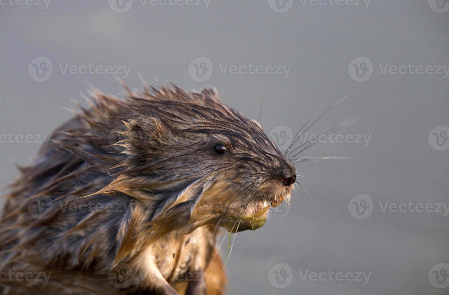 Close up Muskrat photo