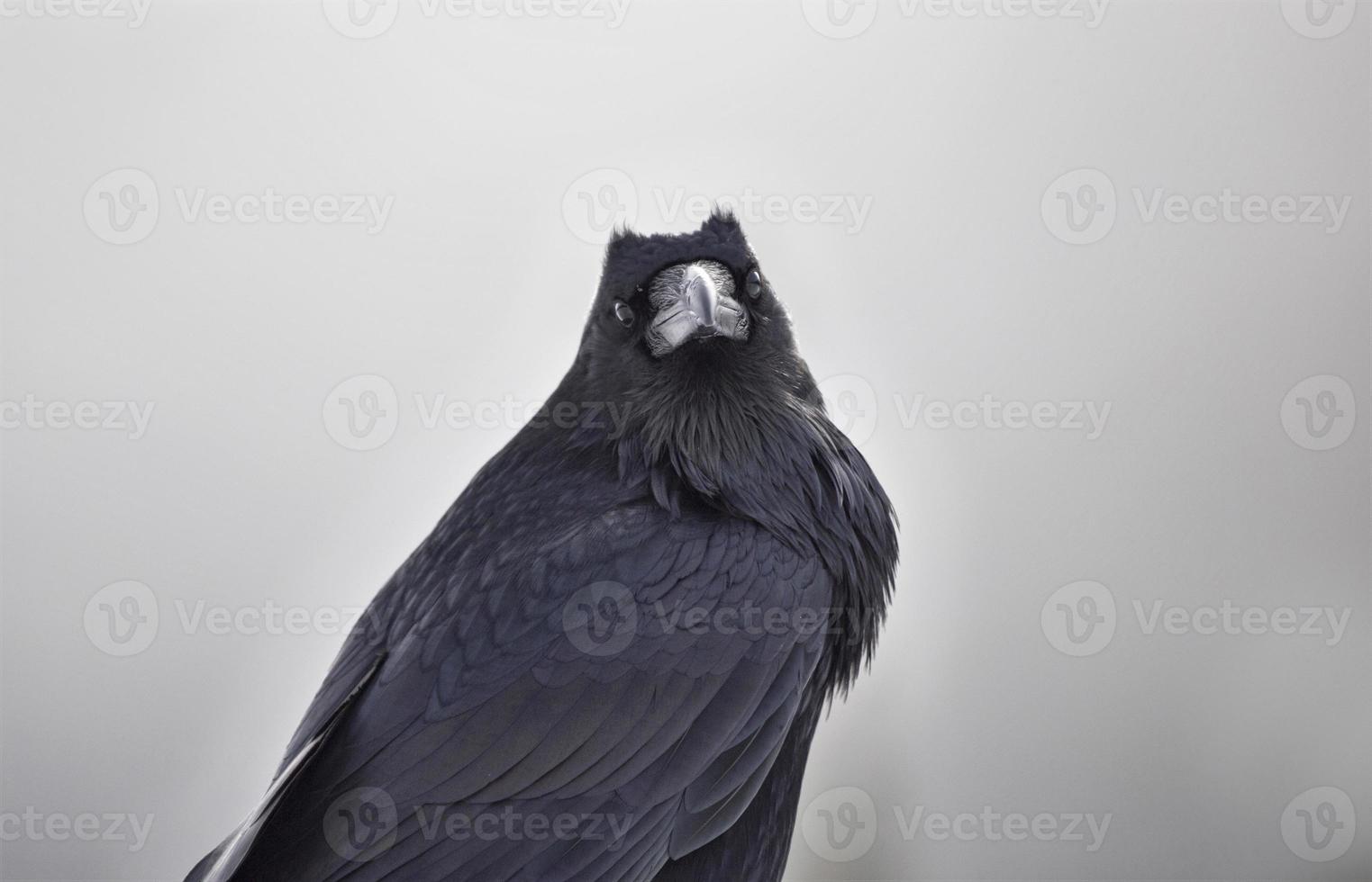 Raven in Winter photo