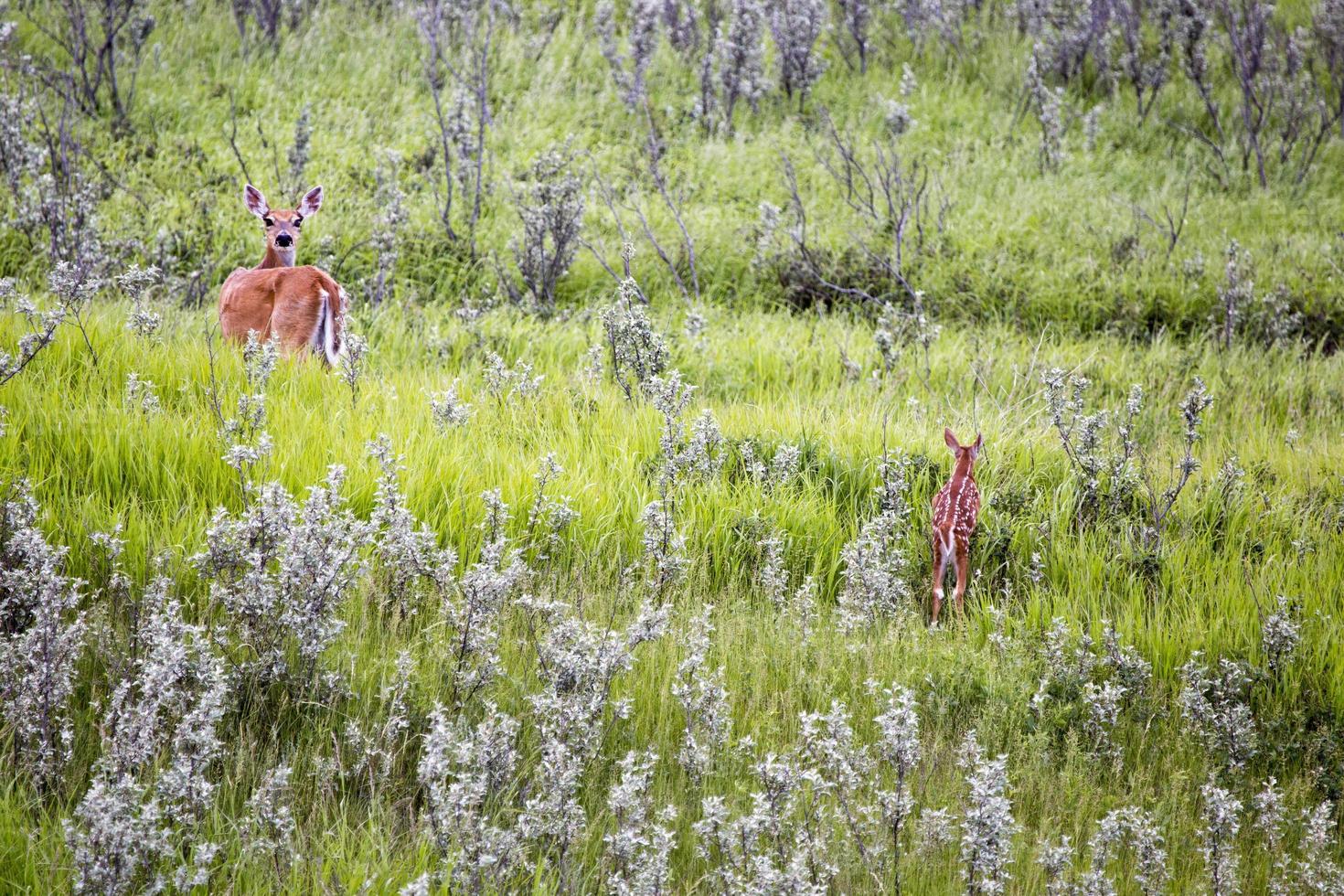 Deer and Fawn in Field photo