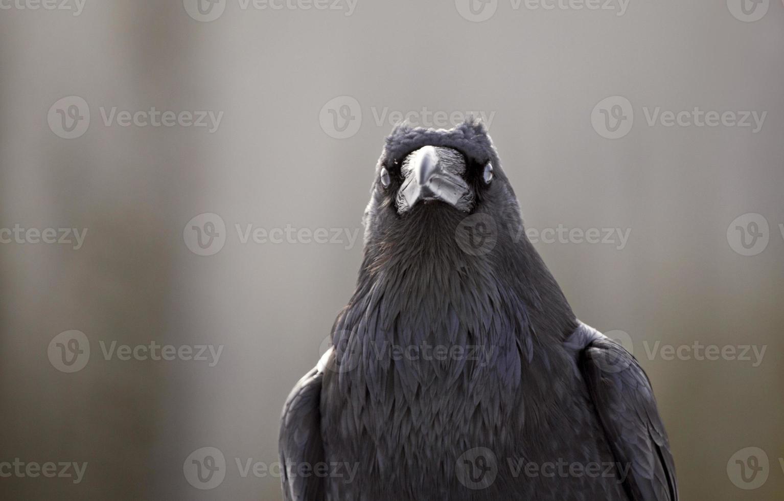 cuervo en invierno foto
