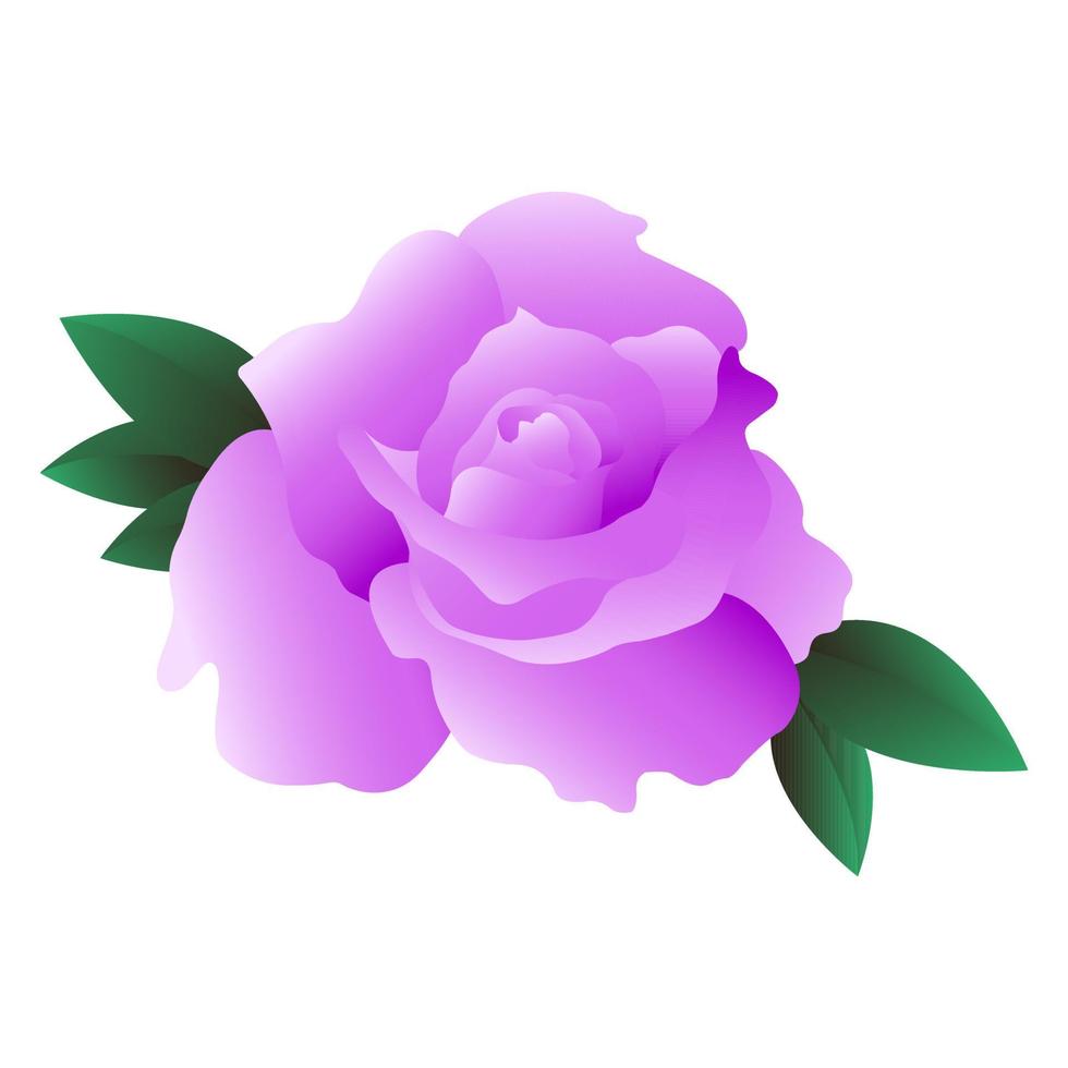 vector purple rose, vector flower
