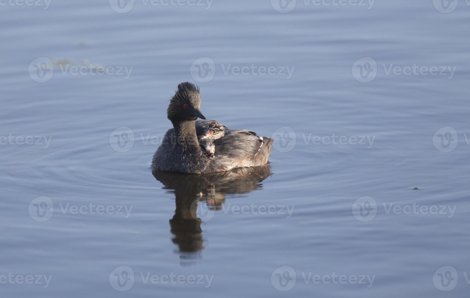 Eared Grebe with Babies photo