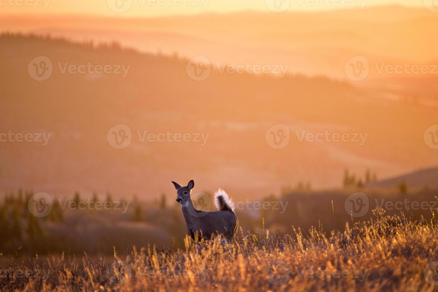 Cypress Hills Sunset Deer photo