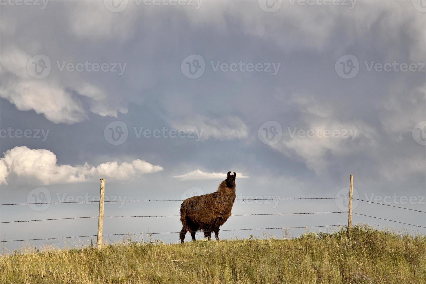 Storm Clouds Saskatchewan Llama photo