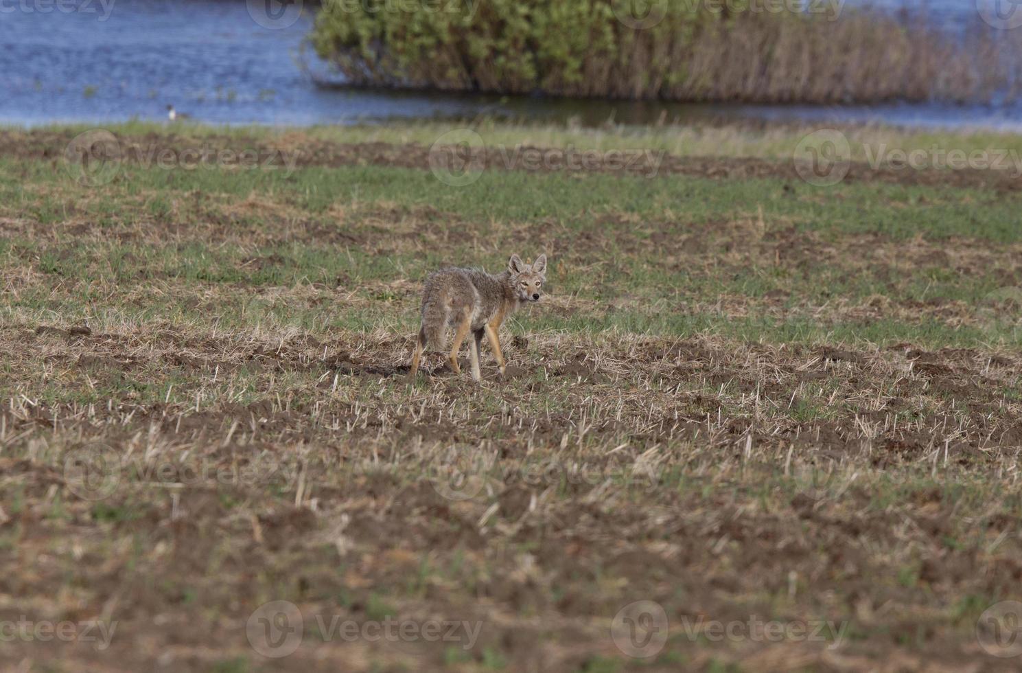 Coyote standing in field photo