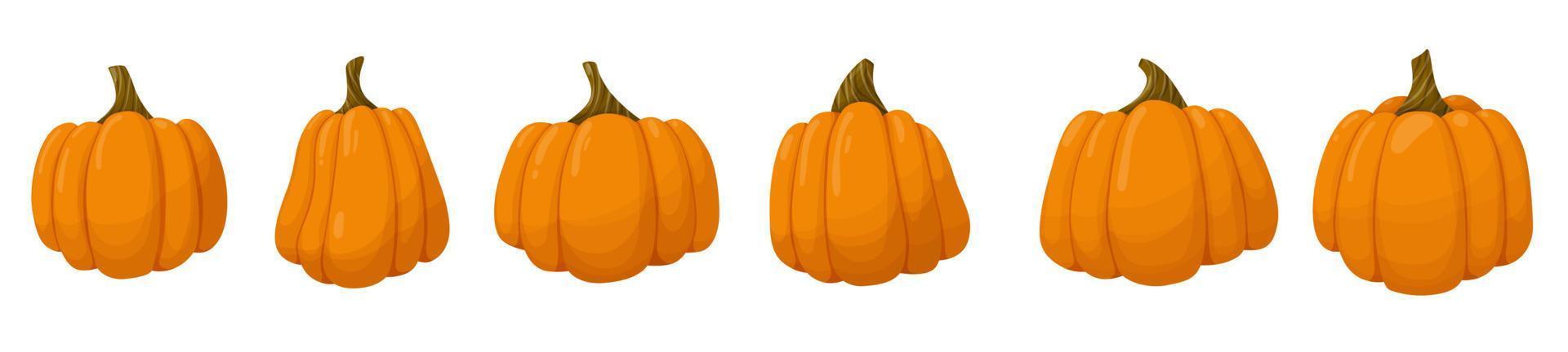 Set of orange pumpkin. Vegetable illustration isolated on white background. vector