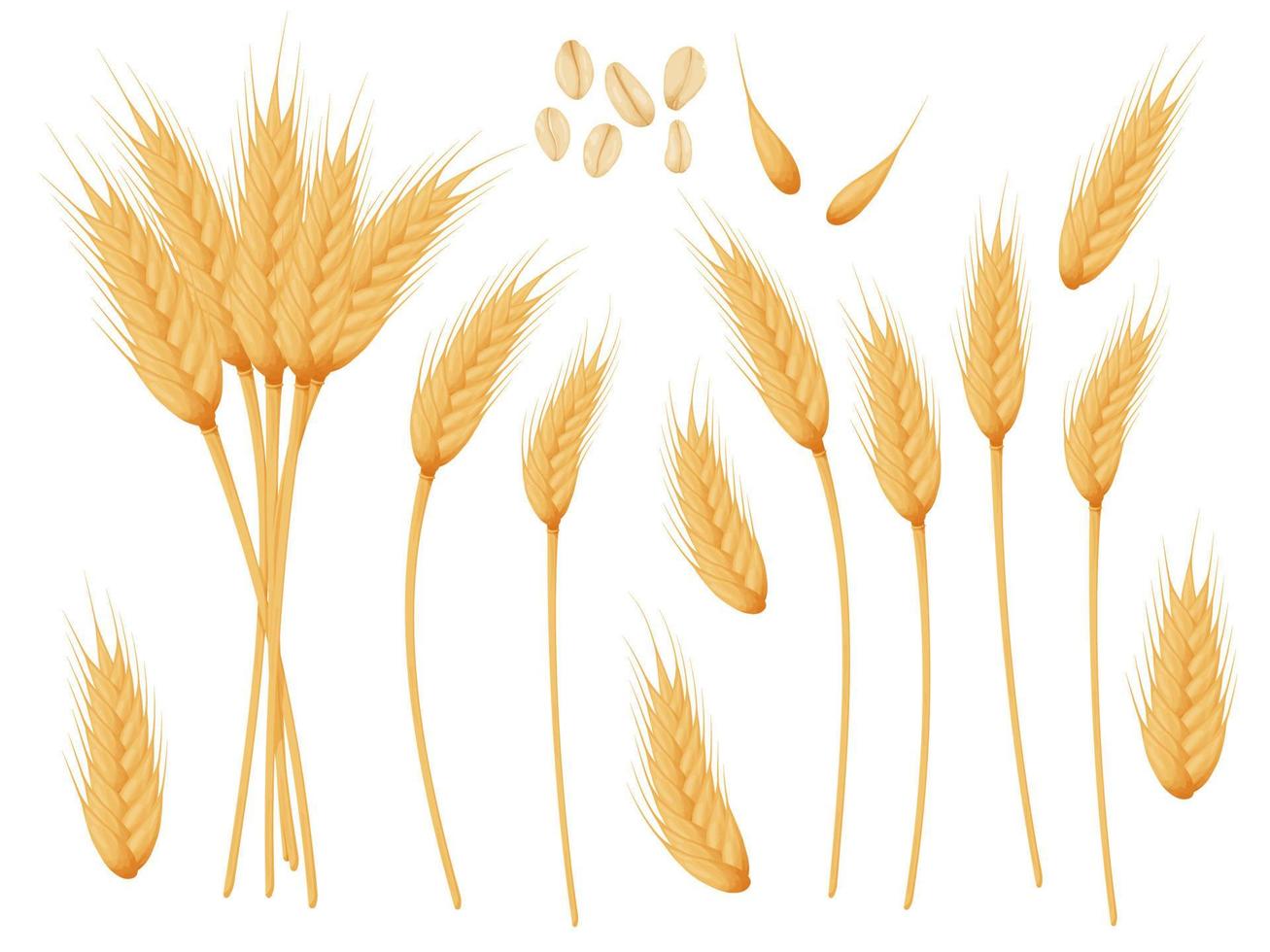 Wheat spike set. Grains of cereals. Harvest, agriculture or bakery theme. vector