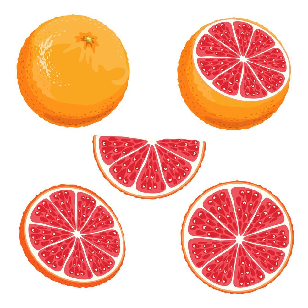 Set of parts of a red orange. Whole, half, slice and slice of Sicilian orange isolated on white background. vector