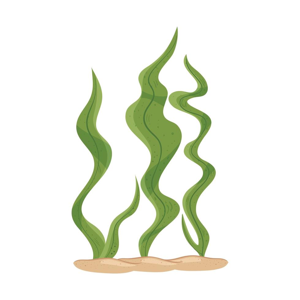 underwater seaweed, aquatic marine algae plant vector