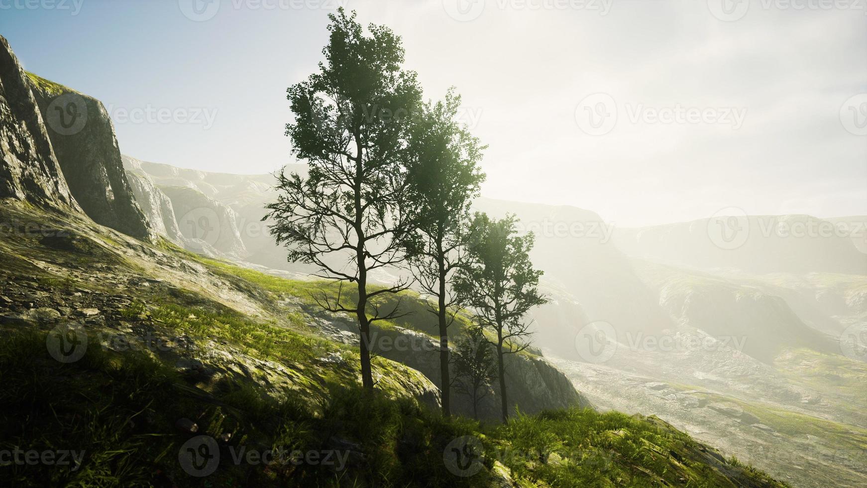 Pine trees and Huangshan mountains in China photo