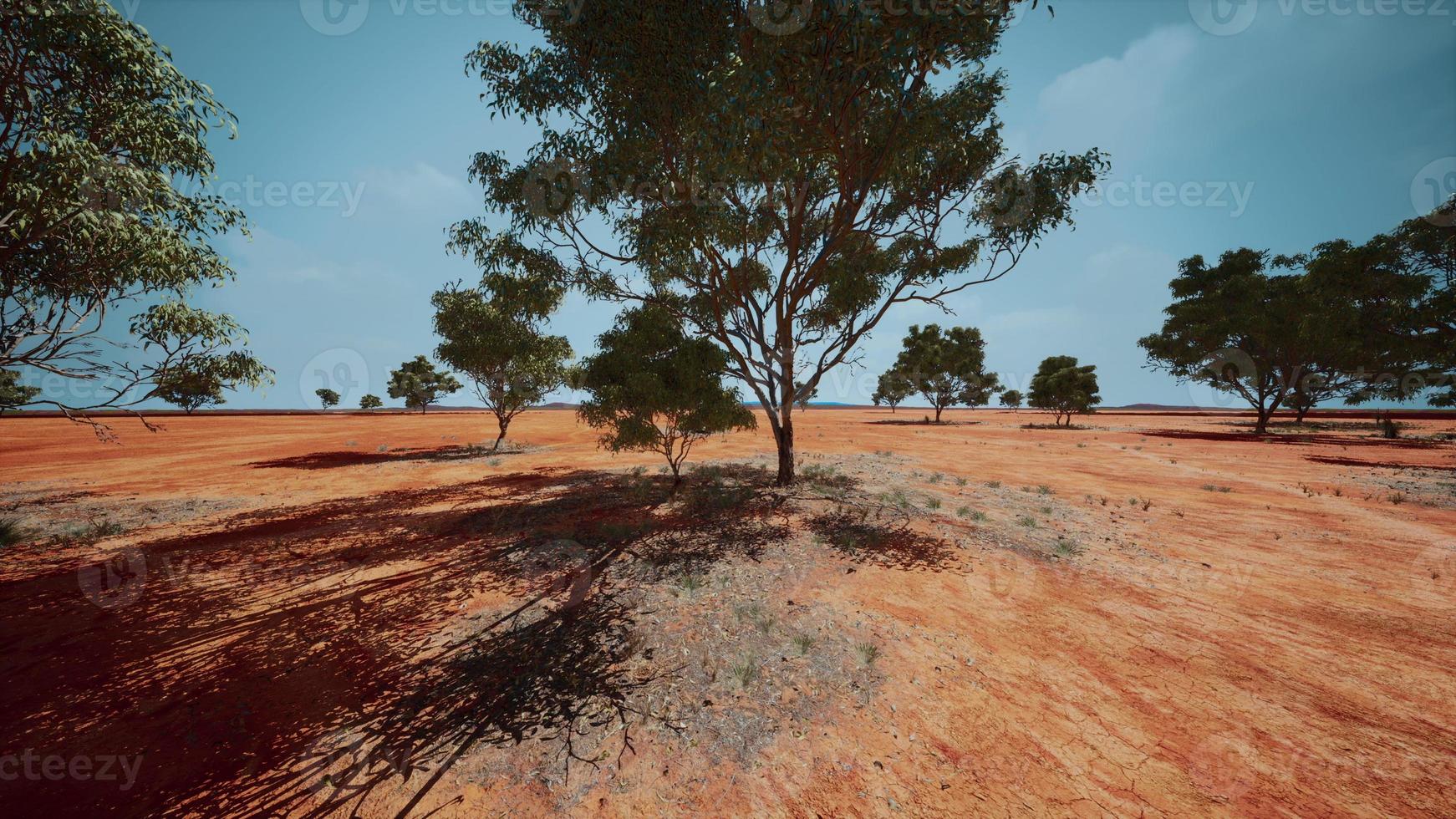 dry african savannah with trees photo